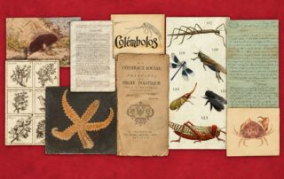 Collage de historia natural antigua