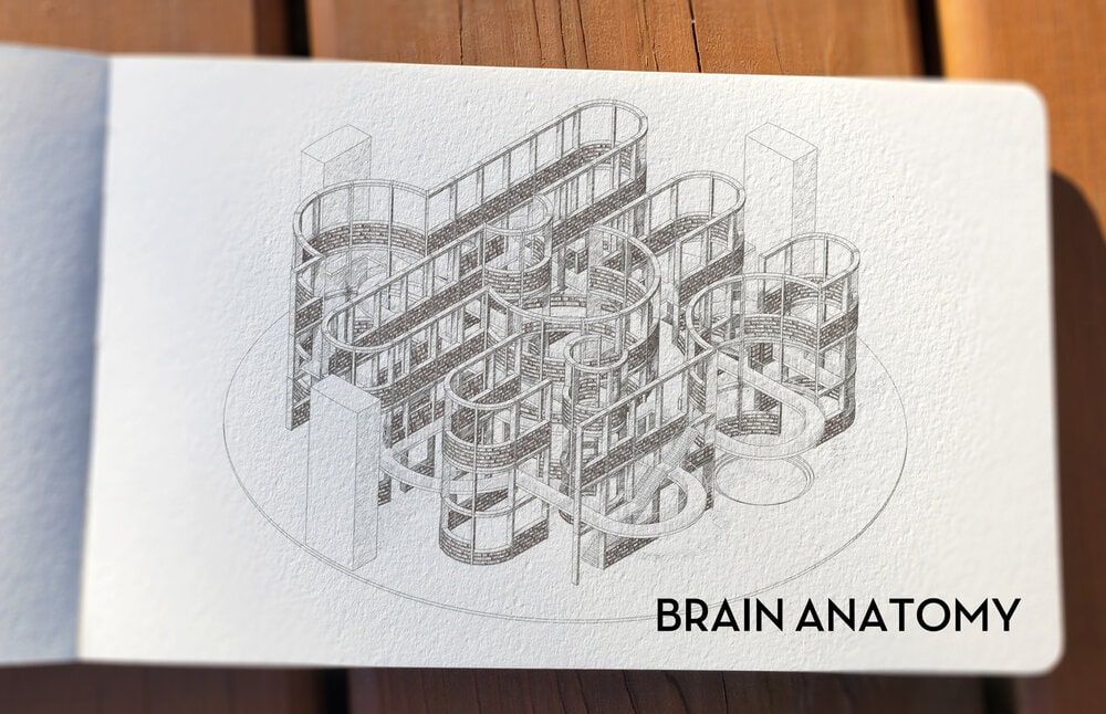 El diseño laberintico de una biblioteca creada a partir del cerebro